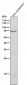 Anti-GAD67 GAD1 Rabbit Monoclonal Antibody